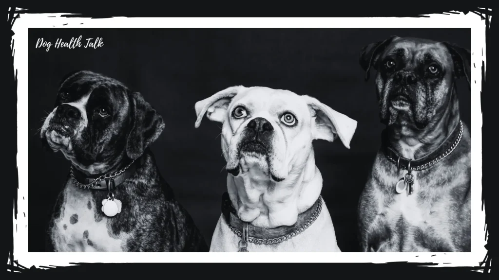 Dog Kidney Failure: When To Euthanize
