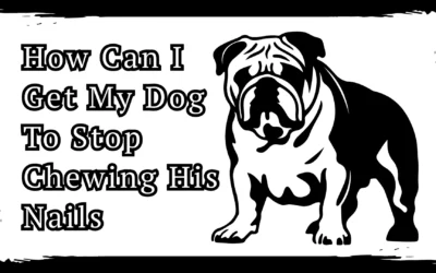 How Can I Get My Dog To Stop Chewing His Nails – 3 Imp Tips