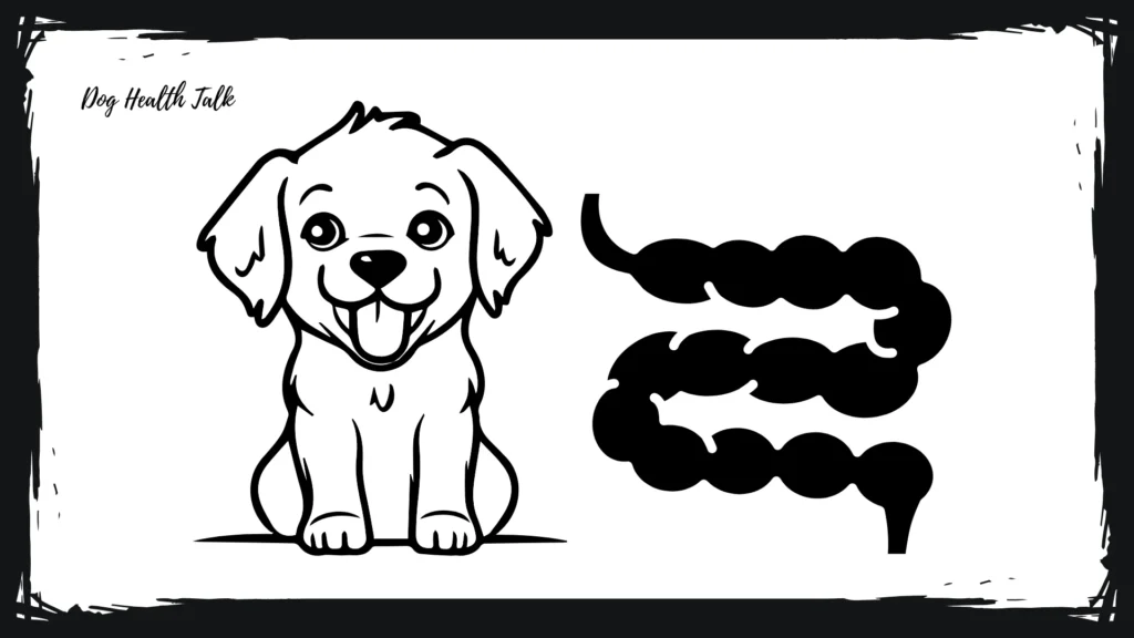 How Do Dogs Get Parvo?