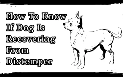 How To Know If Dog Is Recovering From Distemper – 5 Signs