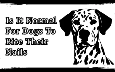 Is It Normal For Dogs To Bite Their Nails – 10 Hidden Causes