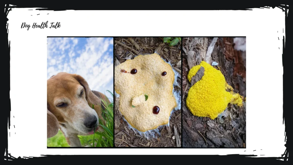 Pictures Of Dog Vomit With Blood And Mucus