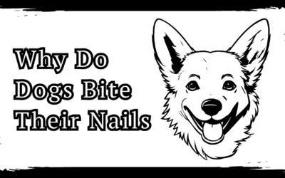 Why Do Dogs Bite Their Nails – 3 Proven Tips To Stop Biting