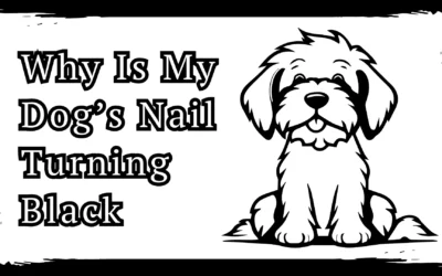 Why Is My Dog’s Nail Turning Black – 5 Shocking Reasons