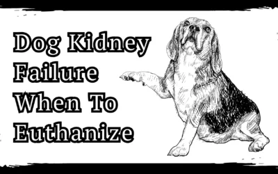 Dog Kidney Failure: When To Euthanize – Say Goodbye In 2025
