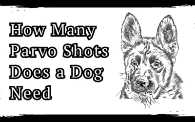 How Many Parvo Shots Does a Dog Need – Life Saving Tips 2025