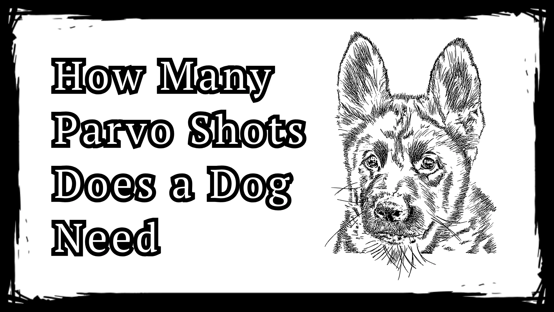 How Many Parvo Shots Does a Dog Need - 4 Vital Steps in 2025