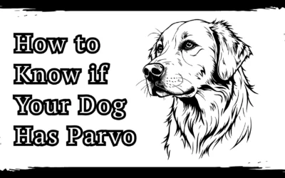 How to Know if Your Dog Has Parvo? Know Early Signs of Parvo