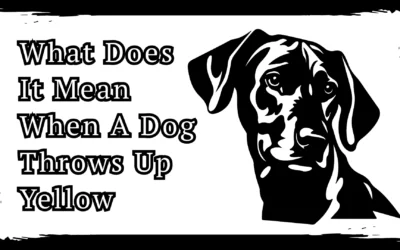 What Does It Mean When A Dog Throws Up Yellow – 9 Key Reason